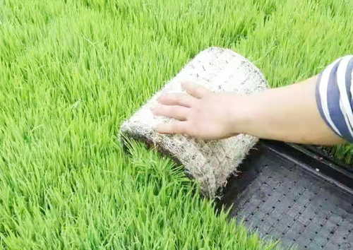 1649472243316784.jpg 水稻育苗基質(zhì).jpg